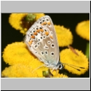 Polyommatus icarus - Hauhechelblaeuling w09a.jpg